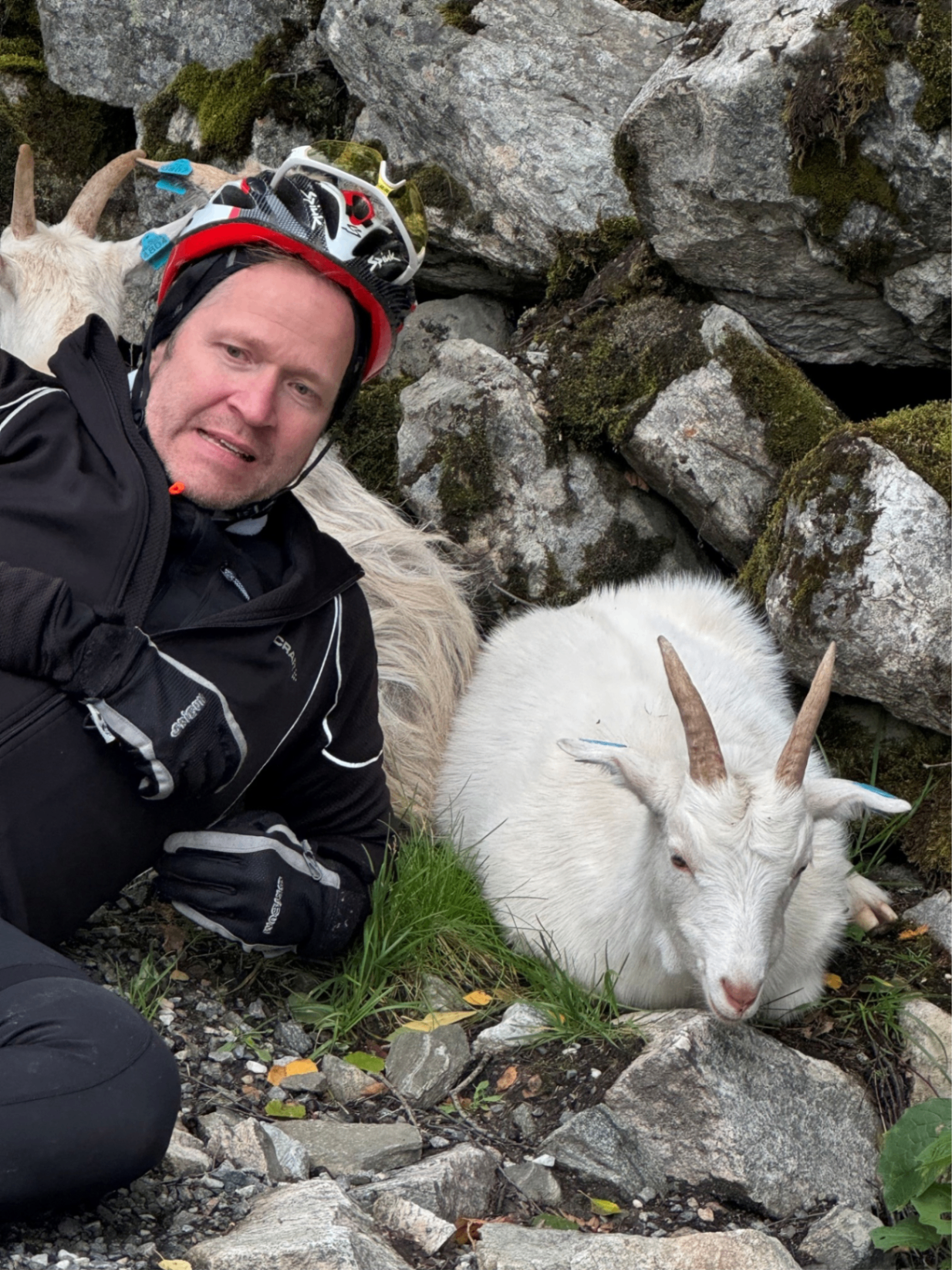 Pause med en lokal geit langs Rallarvegen